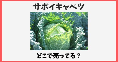 サボイキャベツはどこで売ってる？スーパーや成城石井・通販取り寄せ