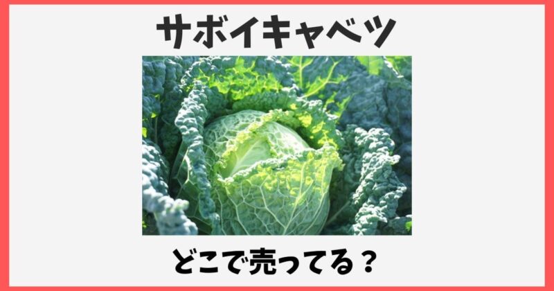 サボイキャベツはどこで売ってる？スーパーや成城石井・通販取り寄せ